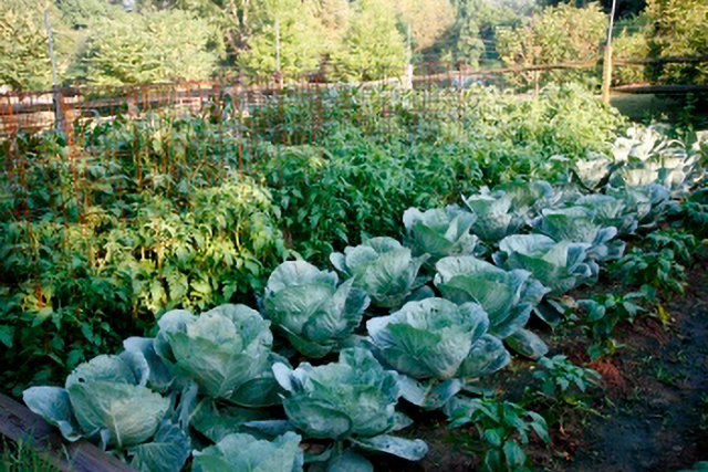 A Wolf Trap garden with rows of cabbages and other vegetables.